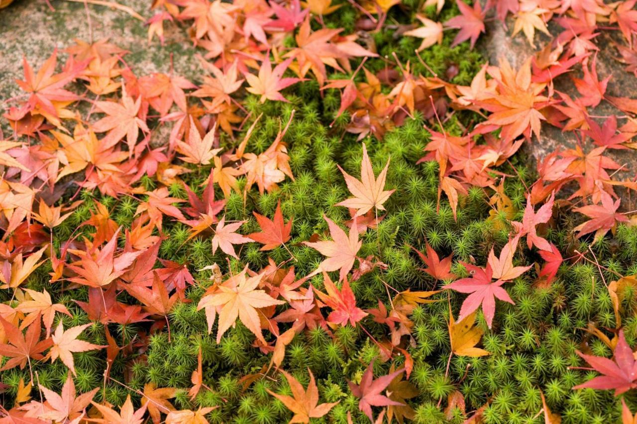 Suimeikan Gero Exterior foto Autumn leaves